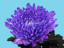 Paint for flowers in lavender powder