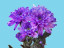 Paint for flowers in shallow powder