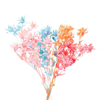 Succulent flower Soflor dyed