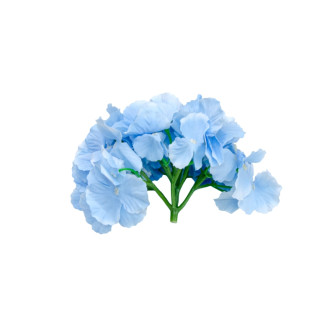 Flower heads Hydrangea Blue