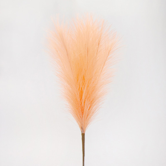 Miscanthus peach