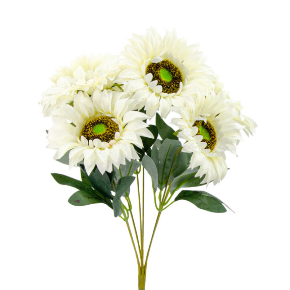 White sunflower