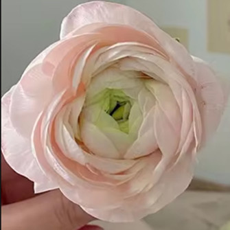 Рідкий барвник Peach Powder