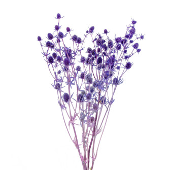 Сухоцвіт Ерінгіум (Синєголовник) фарбований в пачках