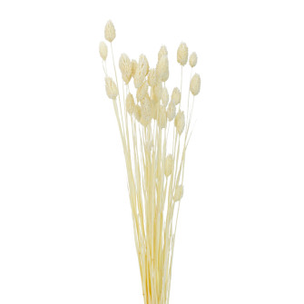 Dried Phalaris flower bleached in packs