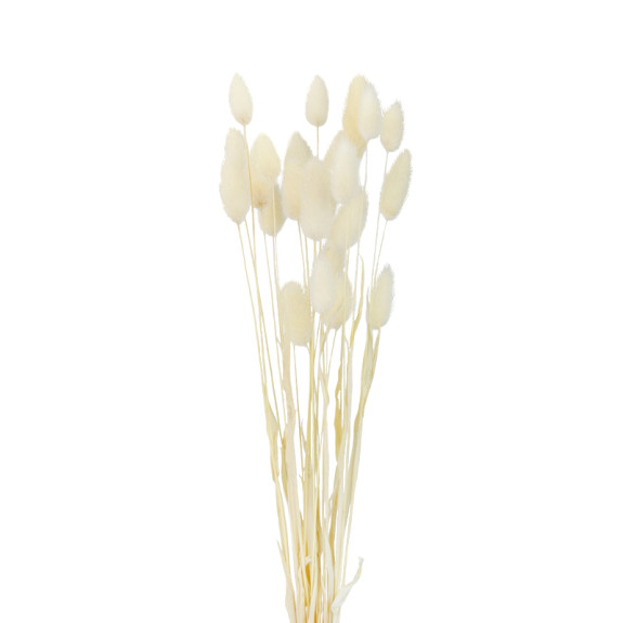 Lagurus dried flowers in a large bundle