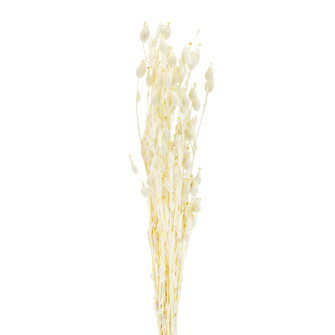 Suhocvit Selena Konika bleached in a tutu