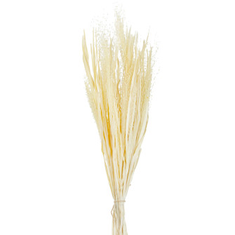 Sukhotsvit Bleached millet in a bundle