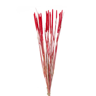 Dried Flume dyed in a bundle in an assortment