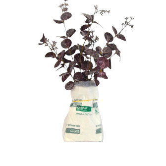 Chrysal Arrive Alive S-Block Large