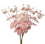 Eucalyptus pink