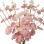Eucalyptus pink