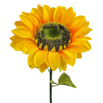 Single piece dormouse