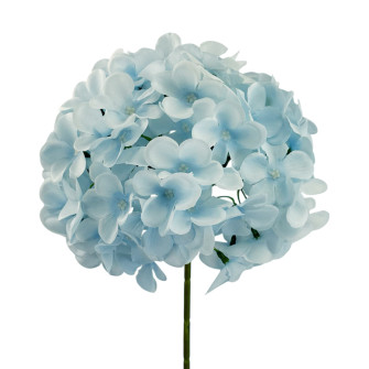 Hydrangea piece Blakytna