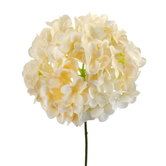 Hydrangea piece Molochna