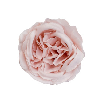 Flower heads Peony rose Light pink