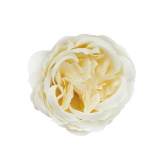 Flower heads Peony Rose Milky