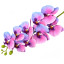 Artificial orchid Blue-purple