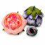 Peony flower heads Light pink