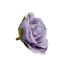 Eustoma flower heads Lilac