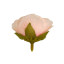 Eustoma flower heads Peach
