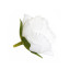 Flower heads of peony rose White