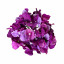 Flower heads Hydrangea Violet
