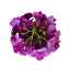 Flower heads Hydrangea Violet