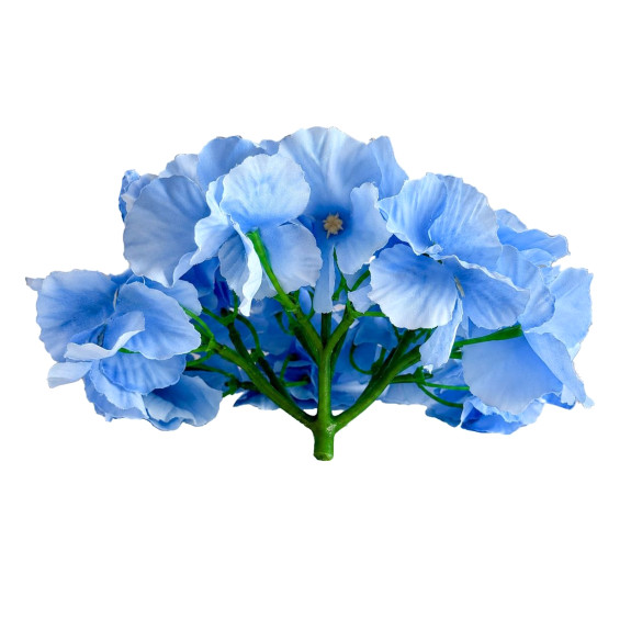 Flower heads Hydrangea Blue