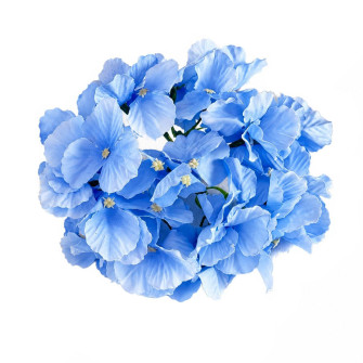 Flower heads Hydrangea Blue