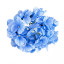 Flower heads Hydrangea Blue