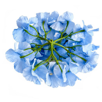 Flower heads Hydrangea Blue