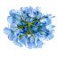 Flower heads Hydrangea Blue