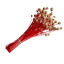 Dried flower Cephalaria colored in assortment