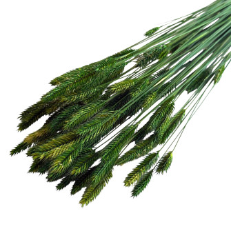Assorted dyed dried crested wheatgrass