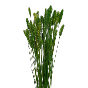 Assorted dyed dried crested wheatgrass