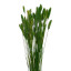 Assorted dyed dried crested wheatgrass