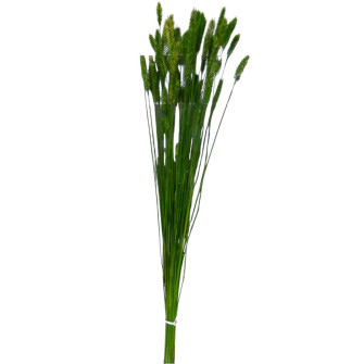 Assorted dyed dried crested wheatgrass