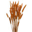 Assorted dyed dried crested wheatgrass