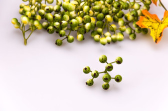 Berries are green bunch