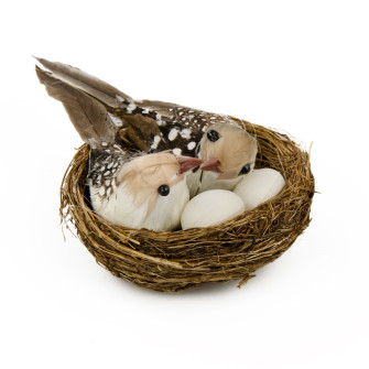 A pair of birds in the nest