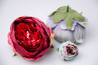 Peony flower heads are red