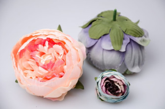 Peony peony flower heads