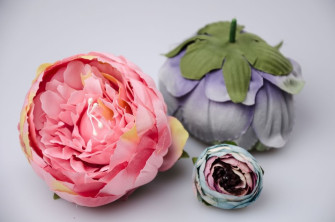 Pink peony flower heads