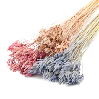 Dried verbena flower in packs