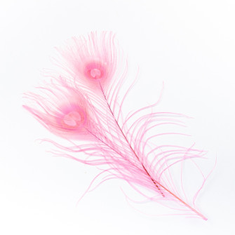 Peacock feathers are pink