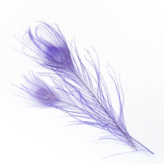 Peacock feathers are blue