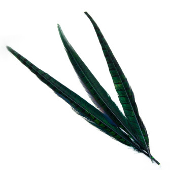 Pheasant feathers are green
