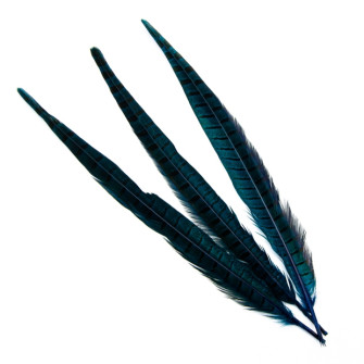 Pheasant feathers are blue