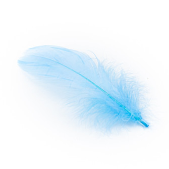 Blue goose feathers